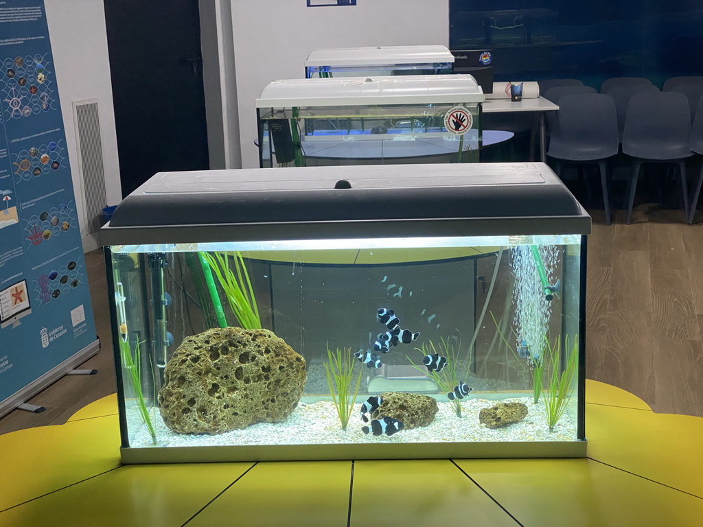 Black Ocellaris Clownfishes at the Loro Parque Foundation room at the lower floor of the Deep Sea Area at the Poema del Mar Aquarium