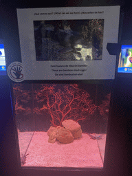 Young Bamboo Sharks at the lower floor of the Deep Sea Area at the Poema del Mar Aquarium, with explanation