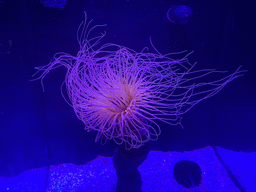 Sea Anemone at the lower floor of the Deep Sea Area at the Poema del Mar Aquarium, with explanation