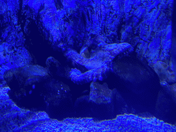 Octopus at the lower floor of the Deep Sea Area at the Poema del Mar Aquarium, with explanation