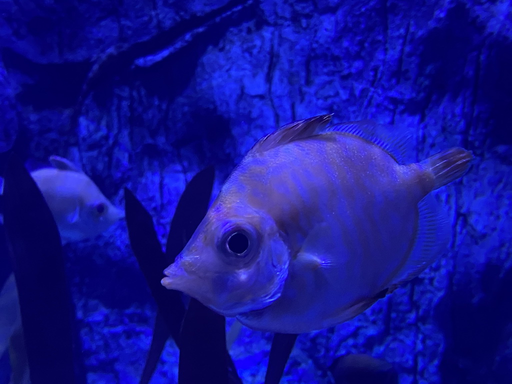 Fishes at the lower floor of the Deep Sea Area at the Poema del Mar Aquarium, with explanation