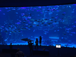 Sharks and other fishes at the Large Curved Glass Wall at the lower floor of the Deep Sea Area at the Poema del Mar Aquarium