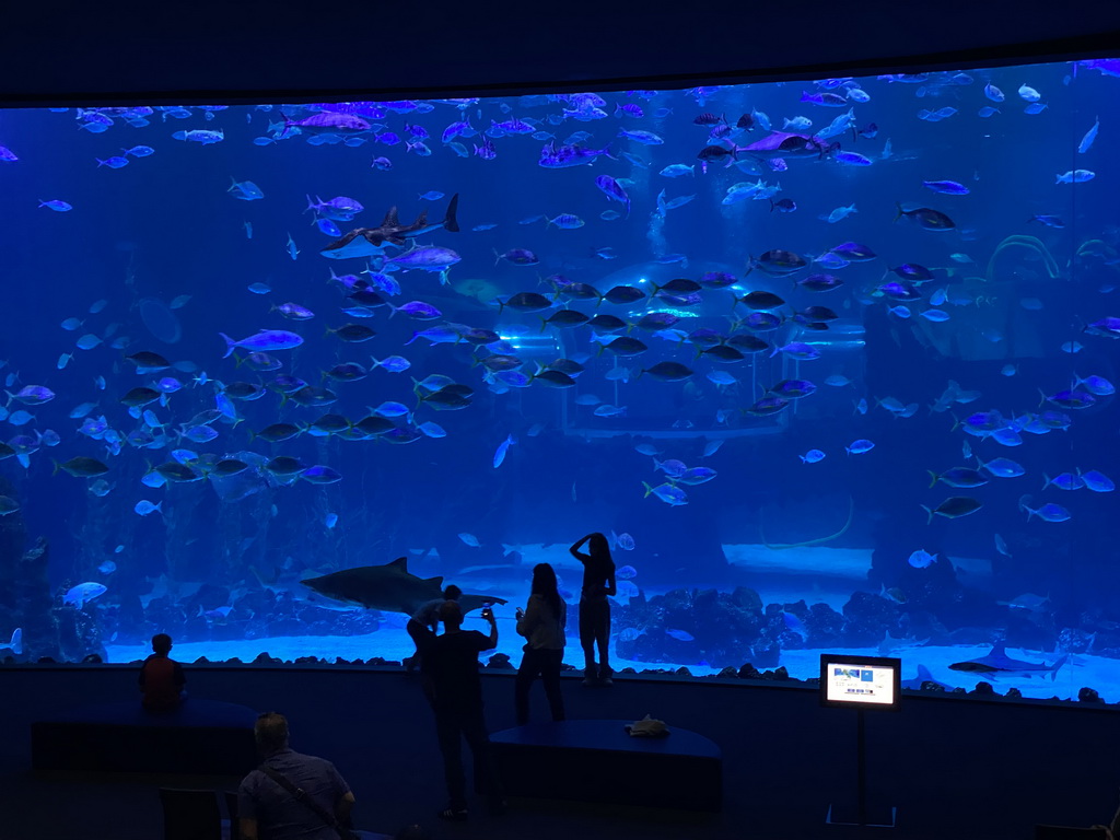 Sharks and other fishes at the Large Curved Glass Wall at the lower floor of the Deep Sea Area at the Poema del Mar Aquarium