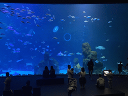 Stingray, Sharks and other fishes at the Large Curved Glass Wall at the lower floor of the Deep Sea Area at the Poema del Mar Aquarium