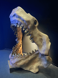Megalodon skull at the lower floor of the Deep Sea Area at the Poema del Mar Aquarium