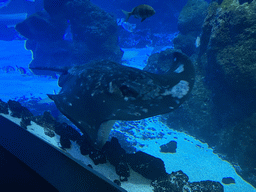 Stingray and other fishes at the Large Curved Glass Wall at the lower floor of the Deep Sea Area at the Poema del Mar Aquarium