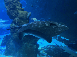 Stingray, Sharks and other fishes at the Large Curved Glass Wall at the lower floor of the Deep Sea Area at the Poema del Mar Aquarium