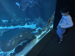 Max with Stingrays, Shark and other fishes at the Large Curved Glass Wall at the lower floor of the Deep Sea Area at the Poema del Mar Aquarium