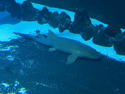 Shark at the Large Curved Glass Wall at the lower floor of the Deep Sea Area at the Poema del Mar Aquarium