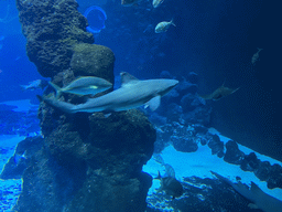 Sharks and other fishes at the Large Curved Glass Wall at the lower floor of the Deep Sea Area at the Poema del Mar Aquarium
