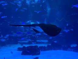 Stingray and other fishes at the Large Curved Glass Wall at the lower floor of the Deep Sea Area at the Poema del Mar Aquarium