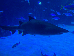 Shark and other fishes at the Large Curved Glass Wall at the lower floor of the Deep Sea Area at the Poema del Mar Aquarium