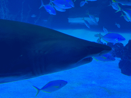 Head of a Shark and other fishes at the Large Curved Glass Wall at the lower floor of the Deep Sea Area at the Poema del Mar Aquarium