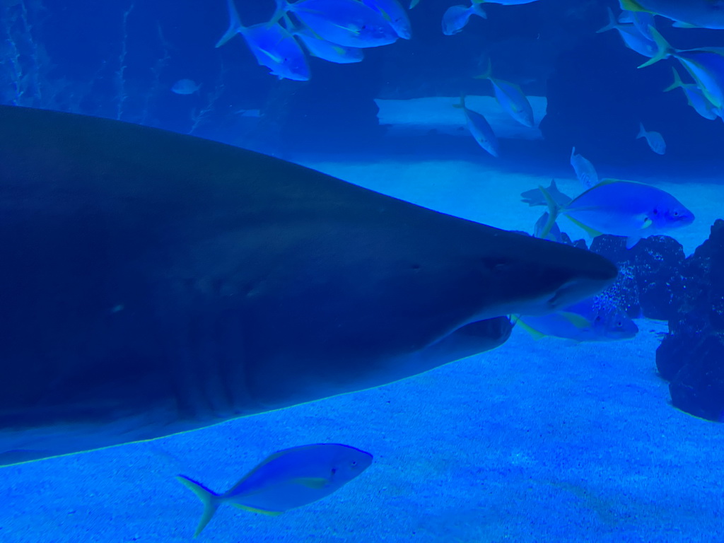 Head of a Shark and other fishes at the Large Curved Glass Wall at the lower floor of the Deep Sea Area at the Poema del Mar Aquarium