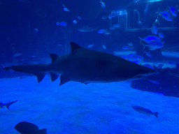Shark and other fishes at the Large Curved Glass Wall at the lower floor of the Deep Sea Area at the Poema del Mar Aquarium