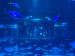 Fishes and underwater tunnel at the Large Curved Glass Wall at the lower floor of the Deep Sea Area at the Poema del Mar Aquarium