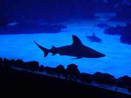 Sharks and other fishes at the Large Curved Glass Wall at the lower floor of the Deep Sea Area at the Poema del Mar Aquarium