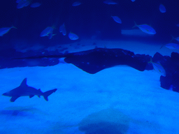 Stingray, Shark and other fishes at the Large Curved Glass Wall at the lower floor of the Deep Sea Area at the Poema del Mar Aquarium