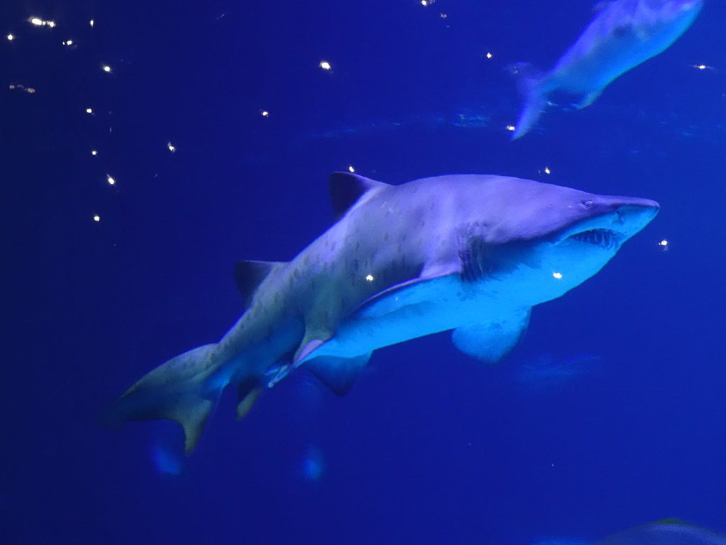 Shark and other fish at the Large Curved Glass Wall at the lower floor of the Deep Sea Area at the Poema del Mar Aquarium