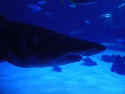 Head of a Shark, Stingray and other fishes at the Large Curved Glass Wall at the lower floor of the Deep Sea Area at the Poema del Mar Aquarium