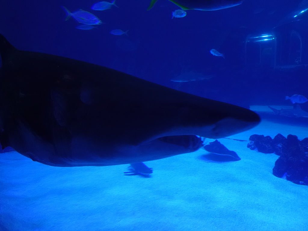 Head of a Shark, Stingray and other fishes at the Large Curved Glass Wall at the lower floor of the Deep Sea Area at the Poema del Mar Aquarium