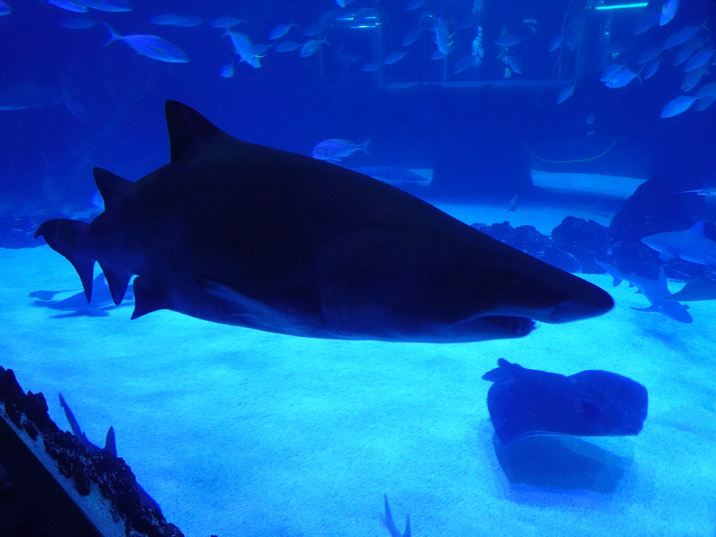 Sharks, Stingray and other fishes at the Large Curved Glass Wall at the lower floor of the Deep Sea Area at the Poema del Mar Aquarium