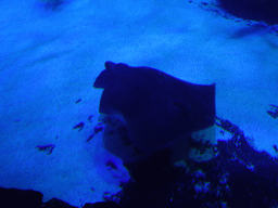 Stingray at the Large Curved Glass Wall at the lower floor of the Deep Sea Area at the Poema del Mar Aquarium