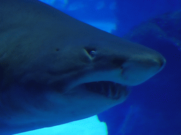 Head of a Shark at the Large Curved Glass Wall at the lower floor of the Deep Sea Area at the Poema del Mar Aquarium