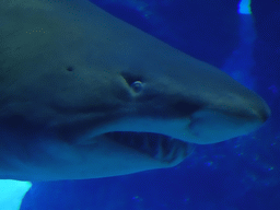 Head of a Shark at the Large Curved Glass Wall at the lower floor of the Deep Sea Area at the Poema del Mar Aquarium