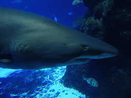 Head of a Shark and other fishes at the Large Curved Glass Wall at the lower floor of the Deep Sea Area at the Poema del Mar Aquarium