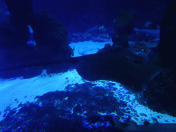 Stingray, Shark and other fishes at the Large Curved Glass Wall at the lower floor of the Deep Sea Area at the Poema del Mar Aquarium