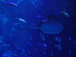 Stingray and other fishes at the Large Curved Glass Wall at the lower floor of the Deep Sea Area at the Poema del Mar Aquarium