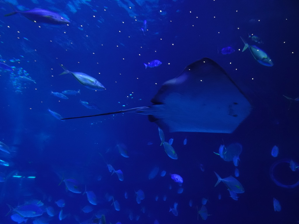 Stingray and other fishes at the Large Curved Glass Wall at the lower floor of the Deep Sea Area at the Poema del Mar Aquarium