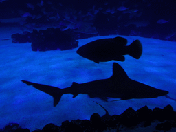 Sharks and other fishes at the lower floor of the Deep Sea Area at the Poema del Mar Aquarium