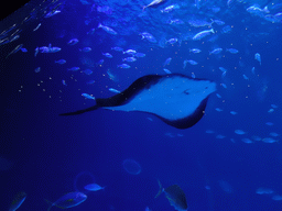 Stingray and other fishes at the lower floor of the Deep Sea Area at the Poema del Mar Aquarium