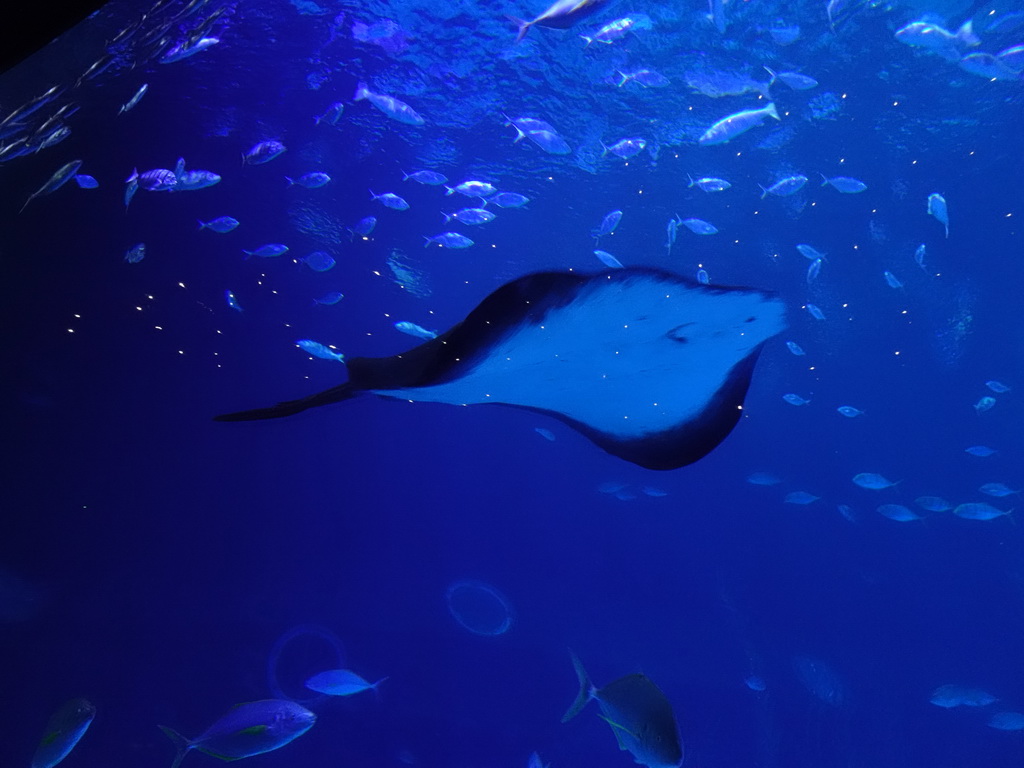 Stingray and other fishes at the lower floor of the Deep Sea Area at the Poema del Mar Aquarium