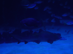 Shark and other fishes at the lower floor of the Deep Sea Area at the Poema del Mar Aquarium