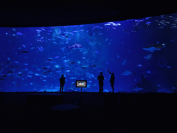 The Large Curved Glass Wall at the lower floor of the Deep Sea Area at the Poema del Mar Aquarium