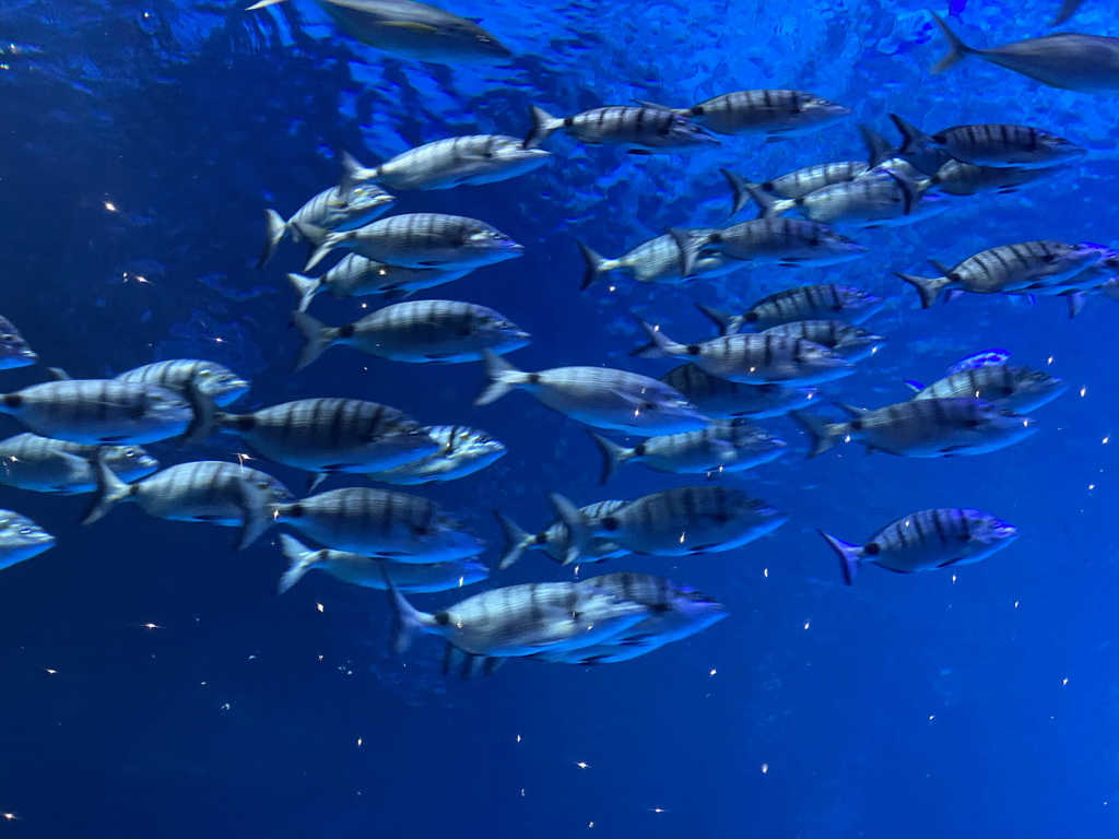 Fishes at the Large Curved Glass Wall at the lower floor of the Deep Sea Area at the Poema del Mar Aquarium