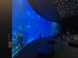 The Large Curved Glass Wall at the lower floor of the Deep Sea Area at the Poema del Mar Aquarium