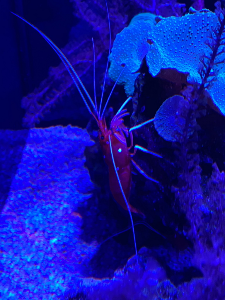 Shrimp at the lower floor of the Deep Sea Area at the Poema del Mar Aquarium