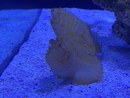 Leaf Scorpionfish at the lower floor of the Deep Sea Area at the Poema del Mar Aquarium