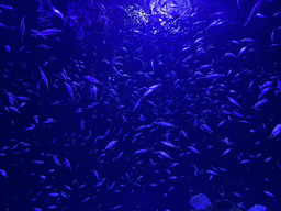 Fishes at the lower floor of the Deep Sea Area at the Poema del Mar Aquarium