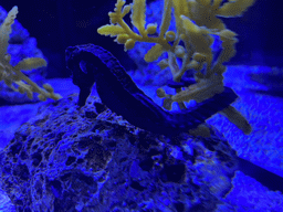 Seahorse at the lower floor of the Deep Sea Area at the Poema del Mar Aquarium