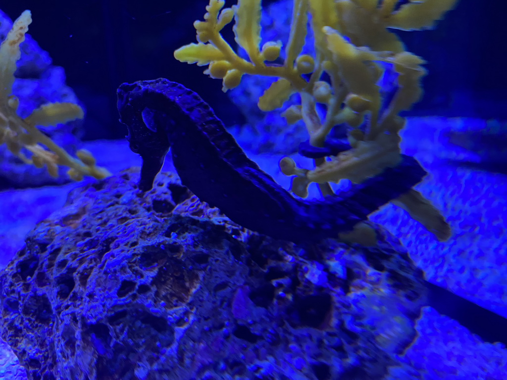 Seahorse at the lower floor of the Deep Sea Area at the Poema del Mar Aquarium