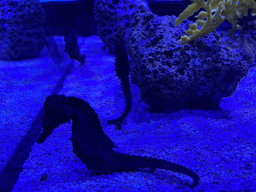 Seahorses at the lower floor of the Deep Sea Area at the Poema del Mar Aquarium