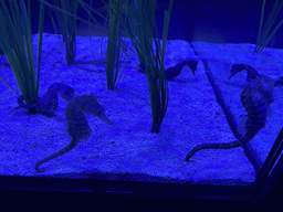 Seahorses at the lower floor of the Deep Sea Area at the Poema del Mar Aquarium