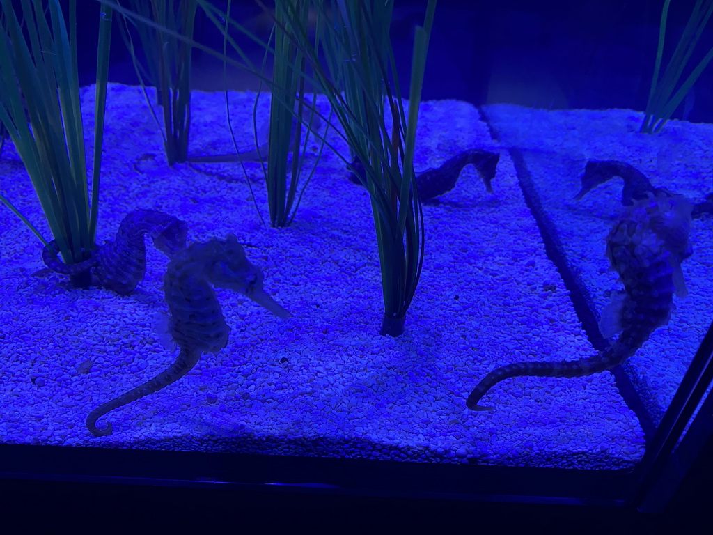 Seahorses at the lower floor of the Deep Sea Area at the Poema del Mar Aquarium