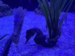 Seahorses at the lower floor of the Deep Sea Area at the Poema del Mar Aquarium