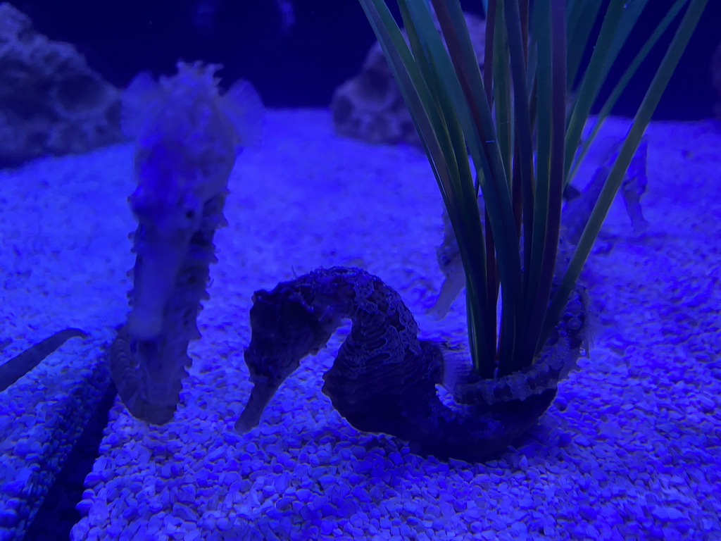 Seahorses at the lower floor of the Deep Sea Area at the Poema del Mar Aquarium